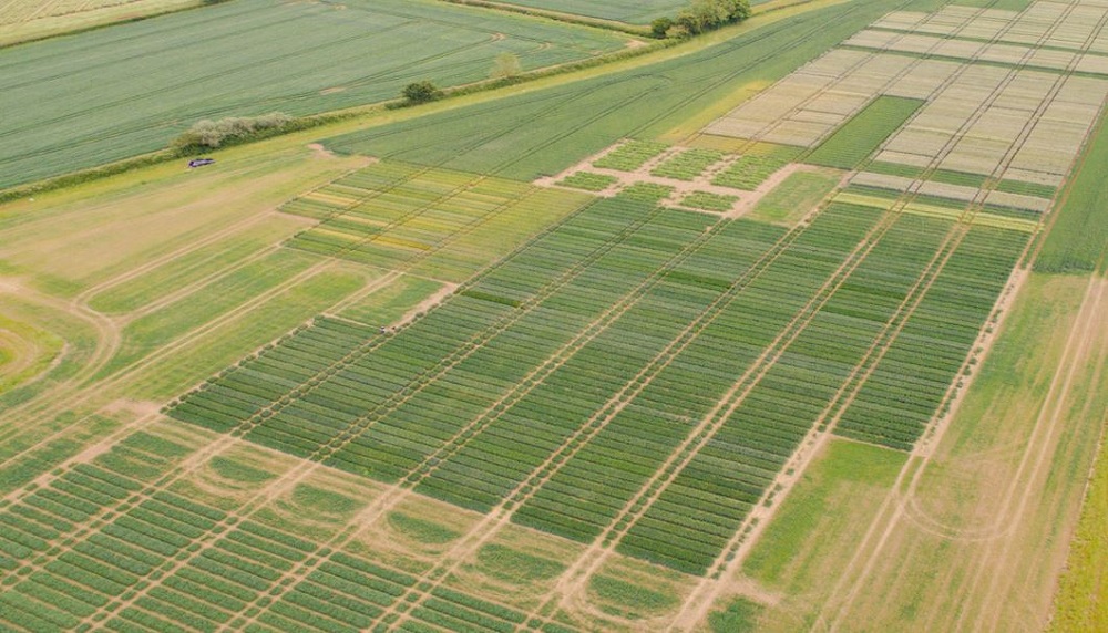 Aerial photograph of RL variety trial plots
